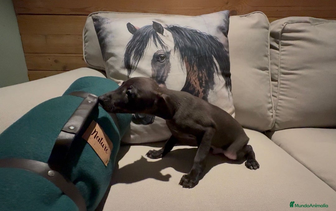 Pequeño Lebrel Italiano perros en venta: Cachorrito de piccolo galgo italiano - Anuncio 4