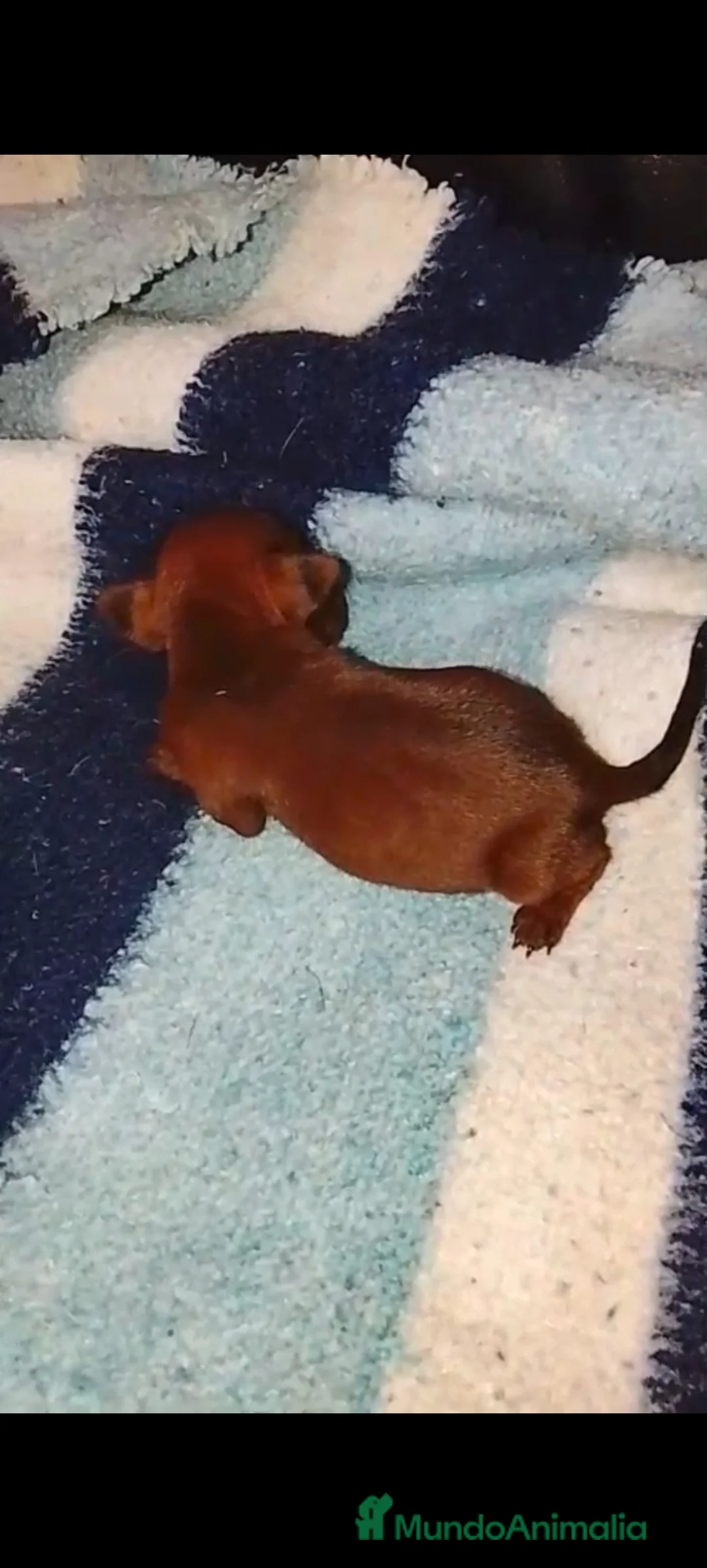 Pinscher Miniatura perros en venta: Mini pinche hembra y macho  - Anuncio 2