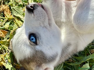 Husky Siberiano perros en Barcelona - Anuncio 5