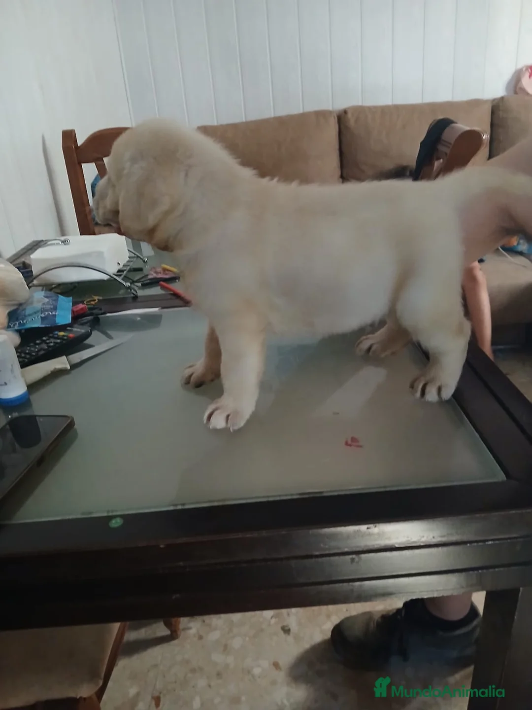 Labrador Retriever perros en venta: Labrador retriever dorado  - Anuncio 5