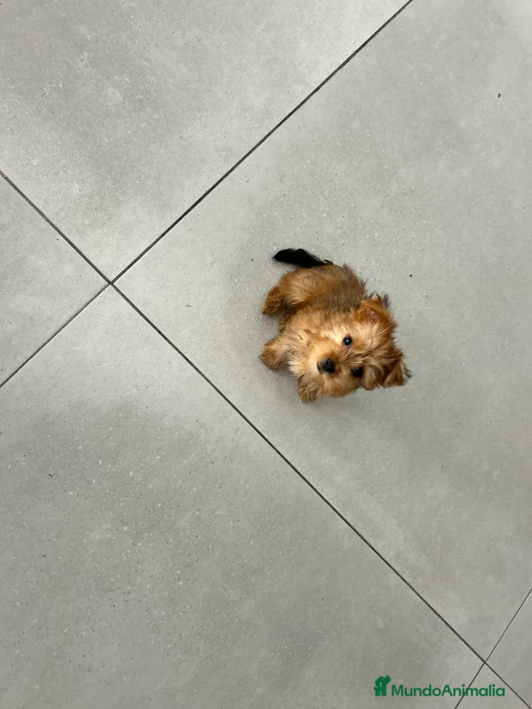 Yorkshire Terrier perros en venta: Yorkshire gold - Anuncio 2