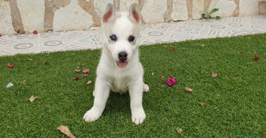 Husky Siberiano perros - Propaganda 16