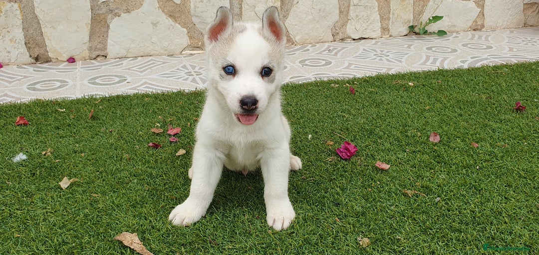 Husky Siberiano perros en venta: Cachorros Husky Siberiano  - Imagen 3