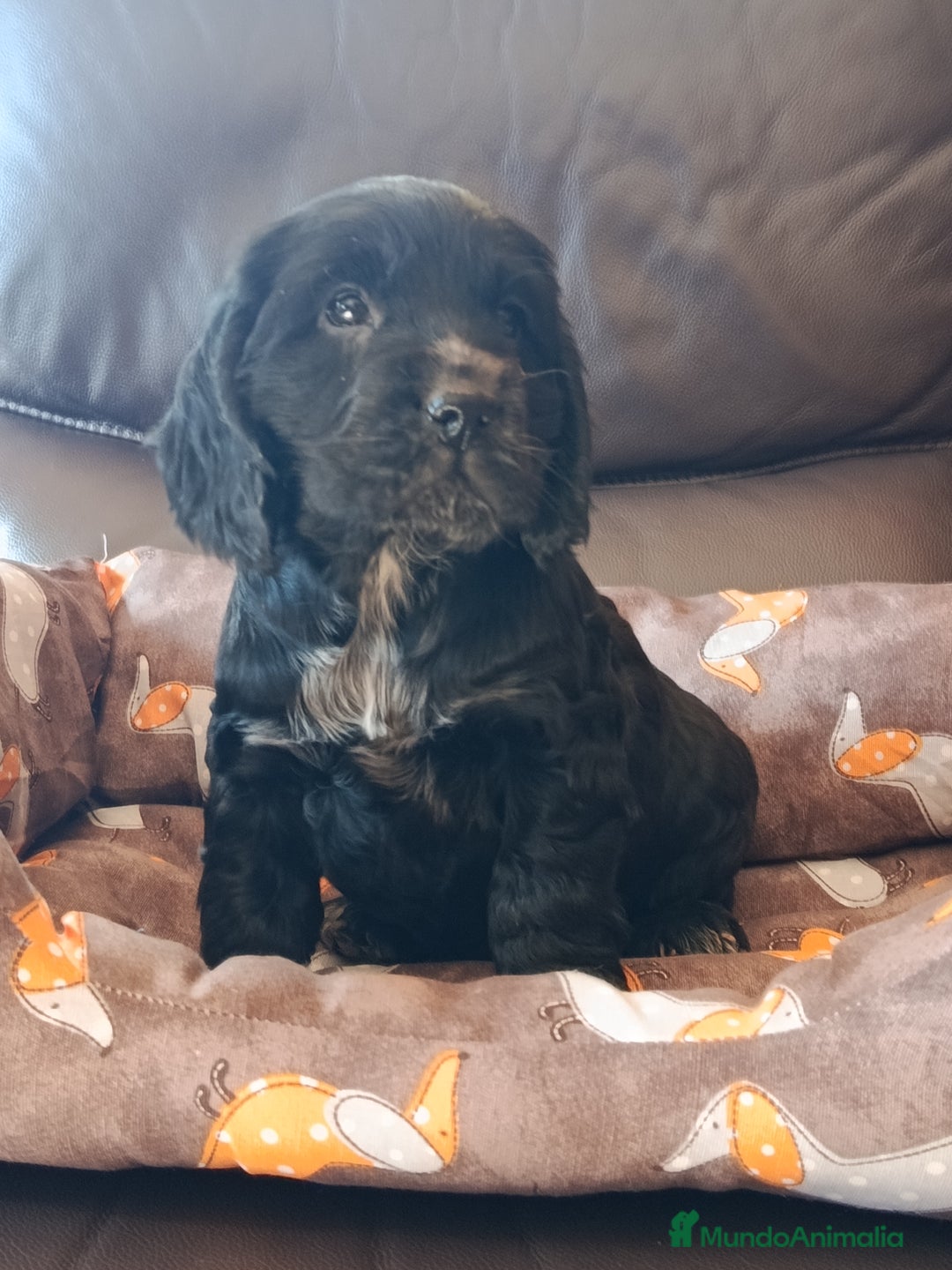 Cocker Spaniel Inglés perros en venta: cocker spaniel ingles - Anuncio 2