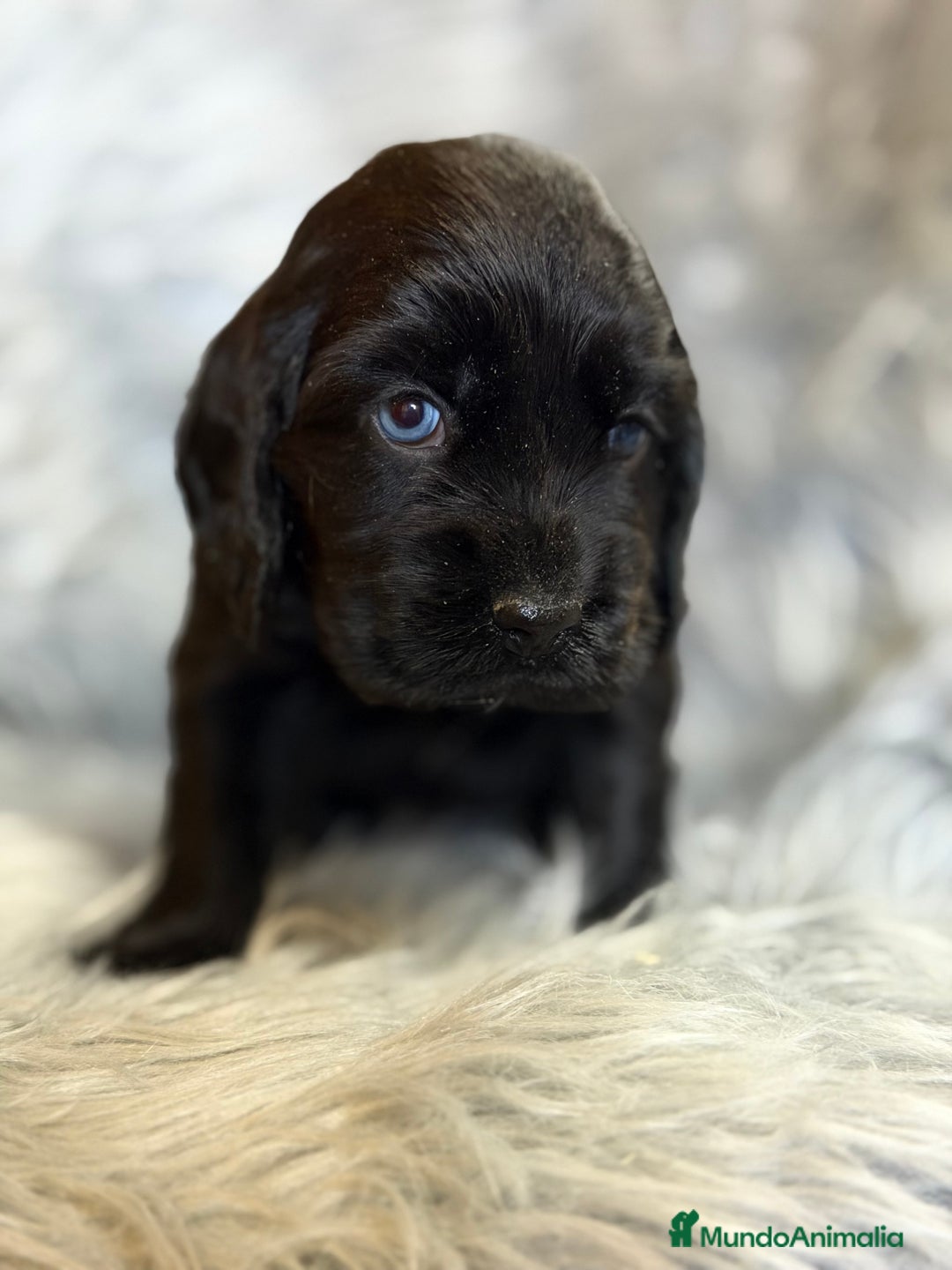 Cocker Spaniel Inglés perros en venta: Cocker inglés negro  - Anuncio 5