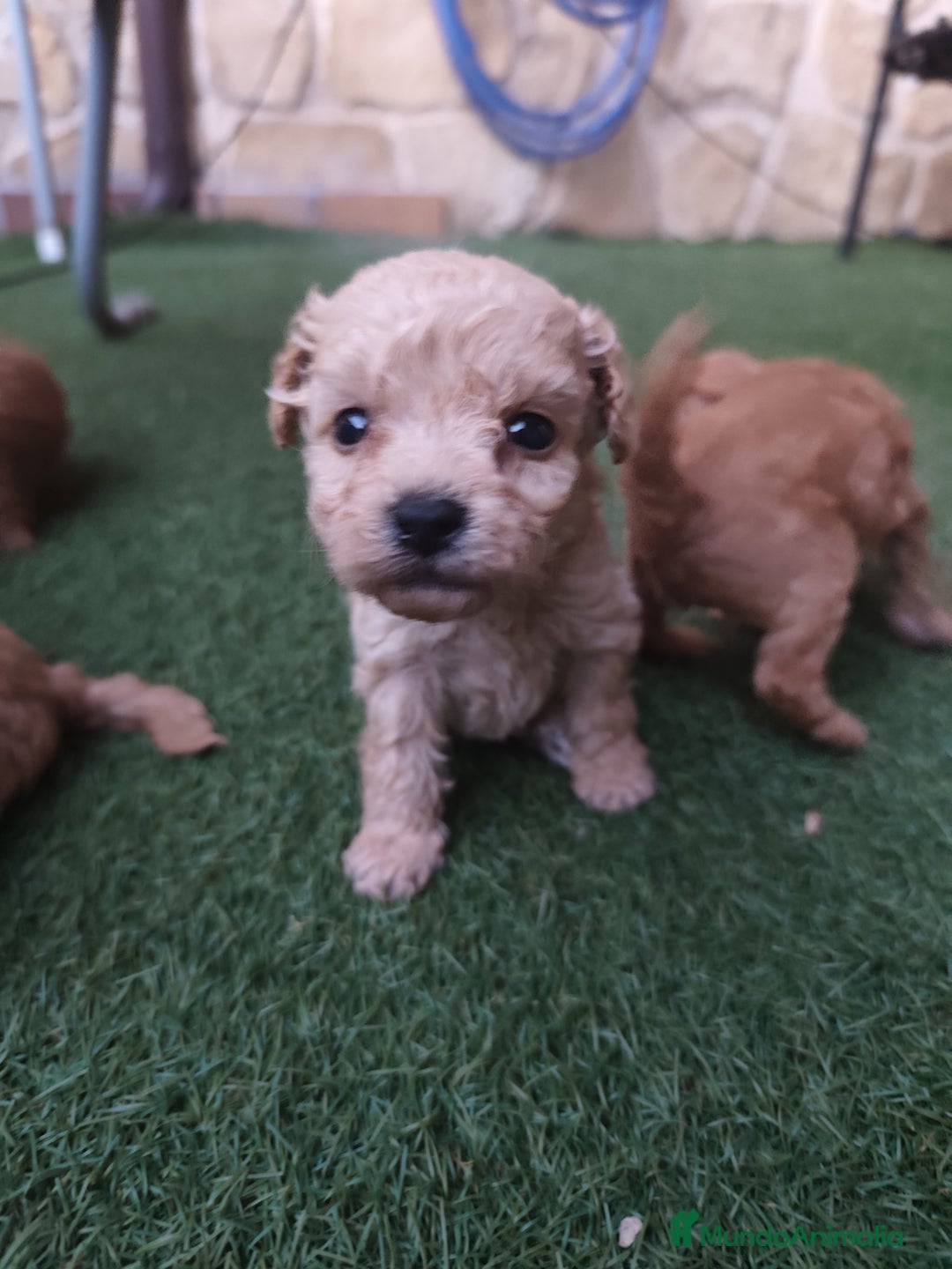 Caniche Enano perros en venta: Cachorro Caniche - Imagen 3