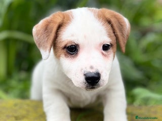Jack Russell Terrier perros en Barcelona - Anuncio 7