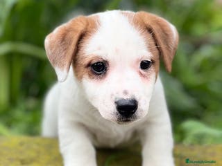 Jack Russell Terrier perros Jack russell en Barcelona - Anuncio 7