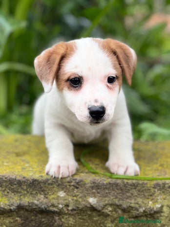 Jack Russell Terrier perros en Barcelona - Anuncio 8