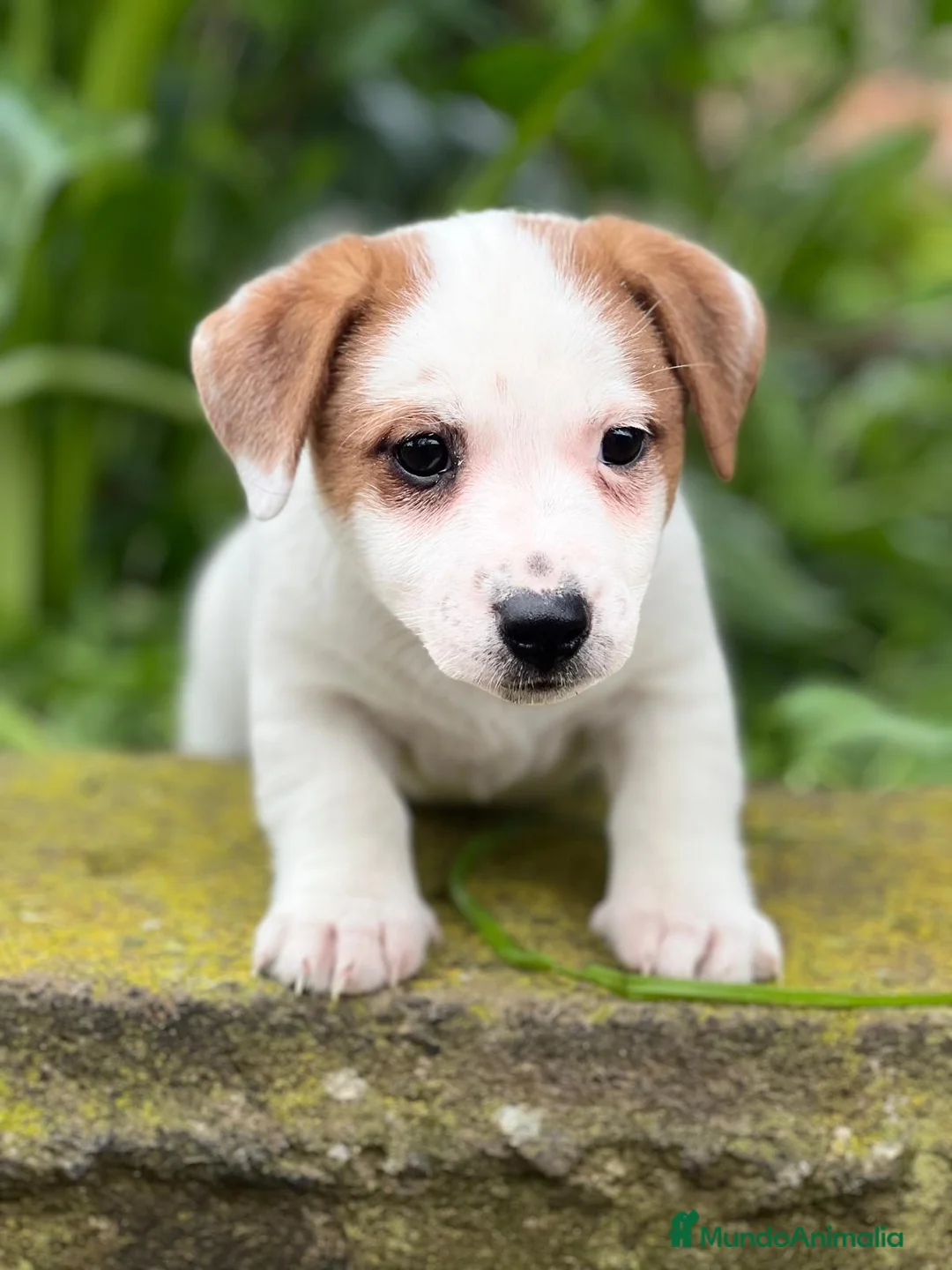 Jack Russell Terrier perros en venta: Jack russell en Barcelona - Anuncio 1