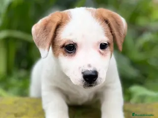 Jack Russell Terrier perros Jack russell en Barcelona - Anuncio 12