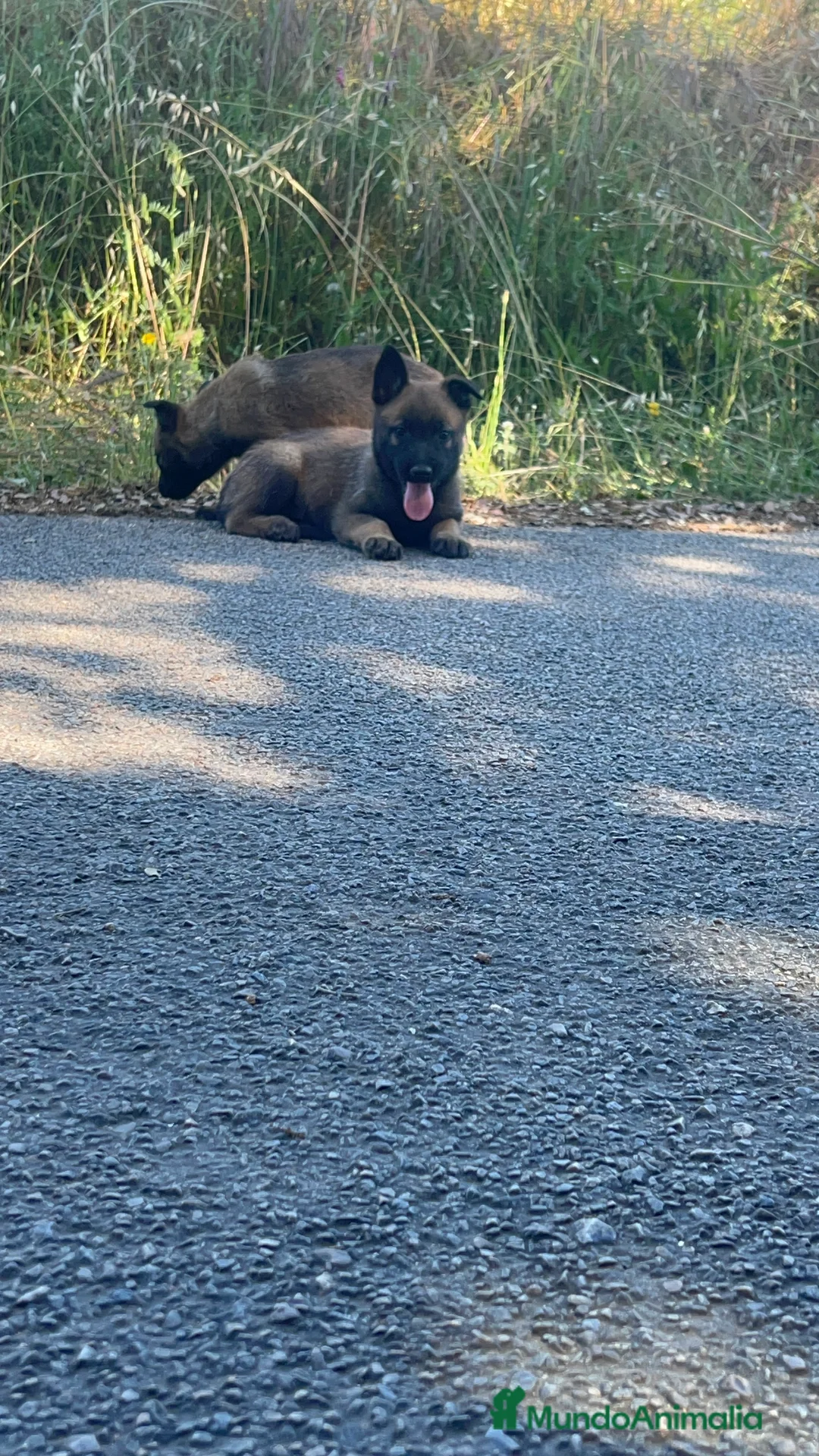 Pastor Belga Malinois perros en venta: Pastor belga malinois  - Anuncio 3