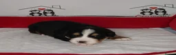 Boyero de Berna perros en venta: boyero de berna - Anuncio 7
