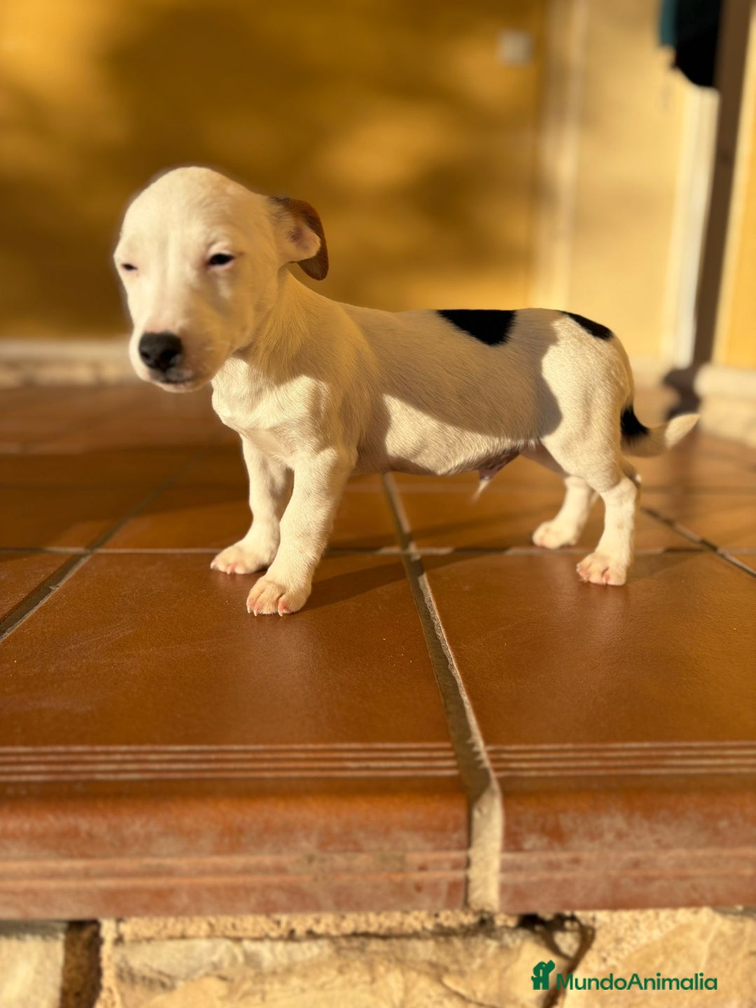 Jack Russell Terrier perros en venta: Cachorros de Jack russell  - Anuncio 35