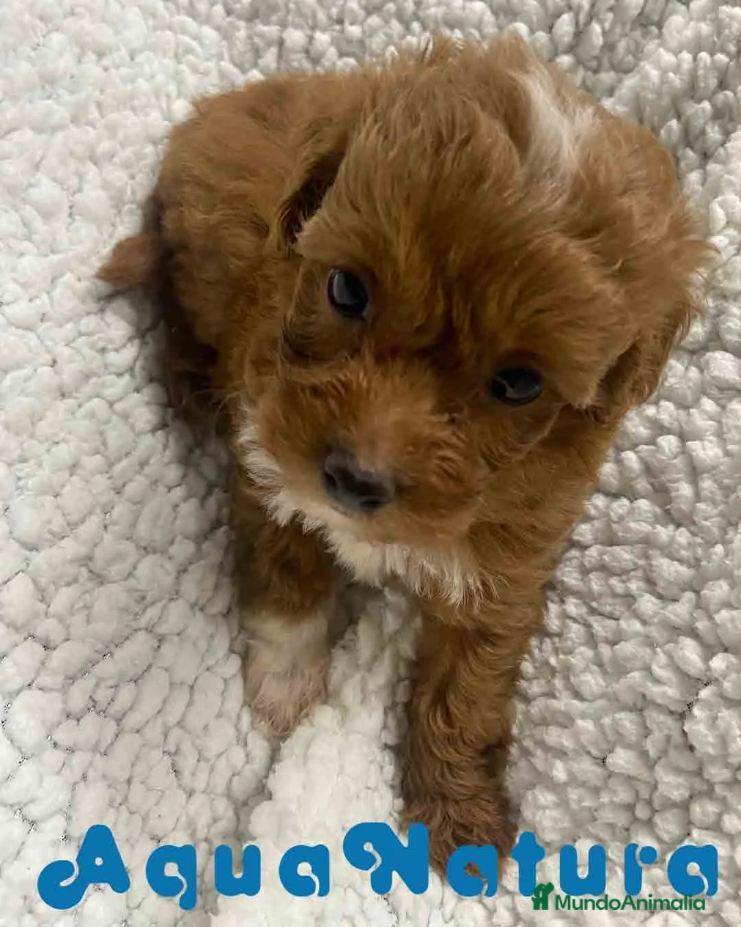 Havapoo perros en venta:  Havapoo Hembra 1 de Haya y Can AQUANATURA - Anuncio 10