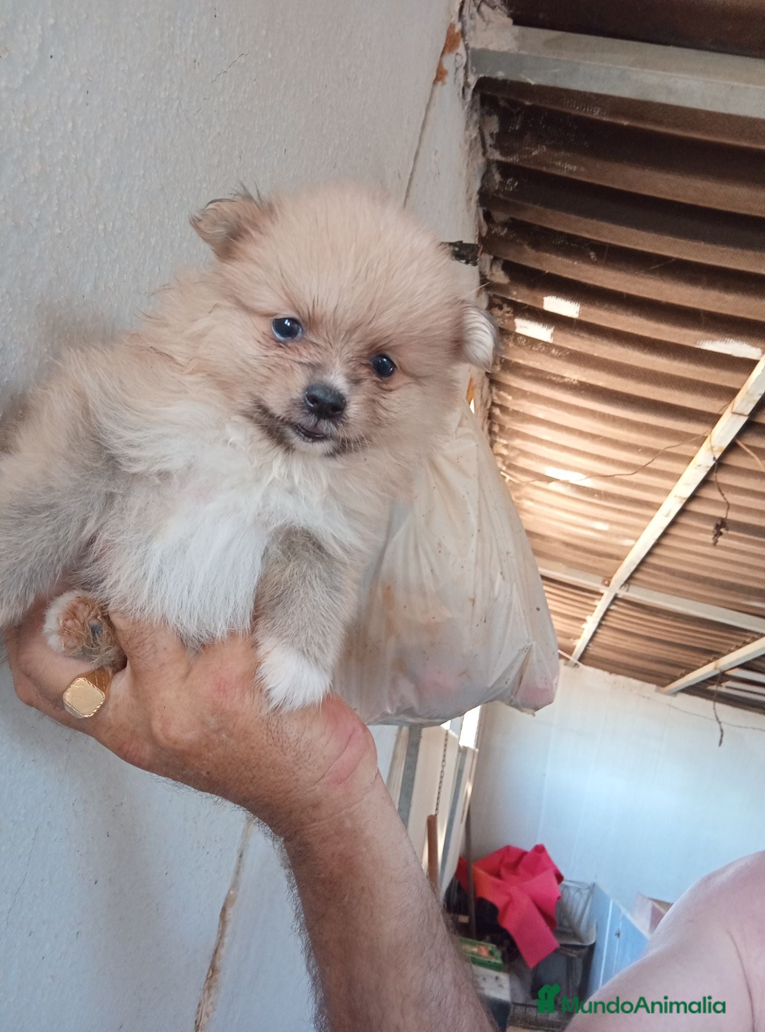 Pomerania perros POMERANIAS CON EXCELENTE CALIDAD - Anuncio 1