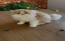 Persa gatos en venta: Hembra bicolor roja  - Imagen 1