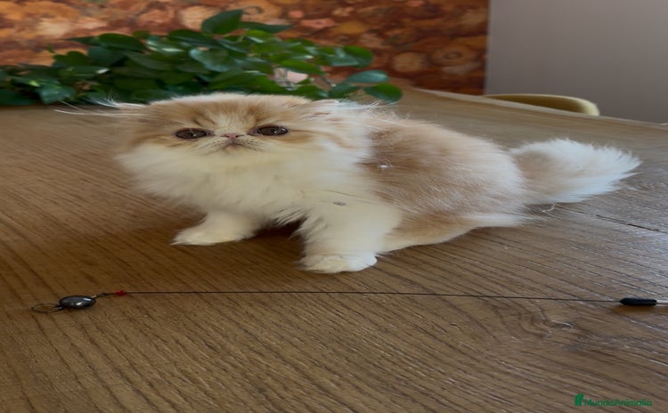 Persa gatos - Propaganda 1