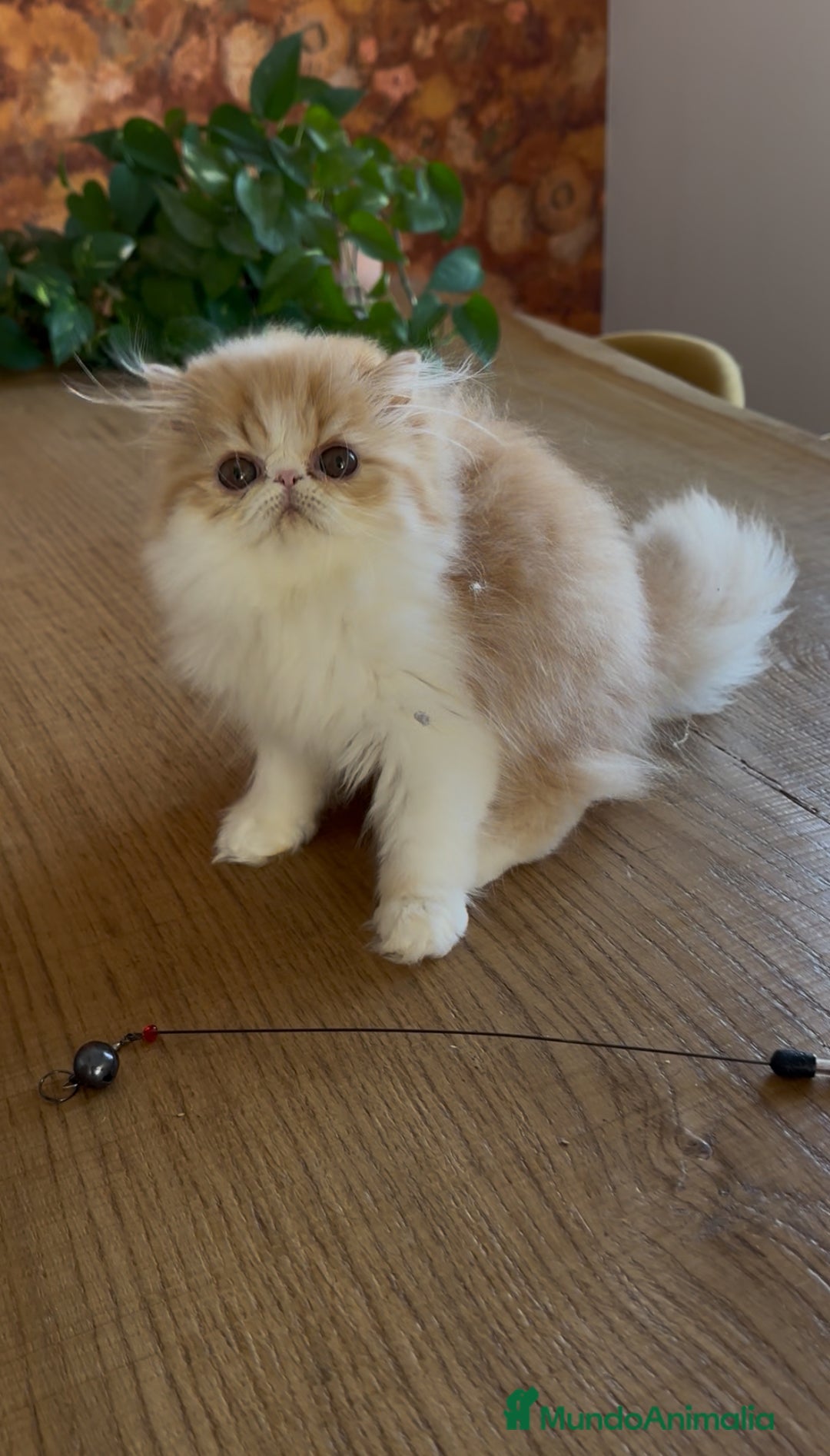 Persa gatos en venta: Hembra bicolor roja  - Imagen 1