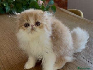 Persa gatos - Anuncio 7