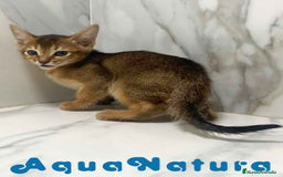 Abisinio gatos en venta:  Abisinio Macho de Mia 7909 AQUANATURA - Imagen 3
