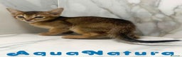 Abisinio gatos en venta:  Abisinio Macho de Mia 7909 AQUANATURA - Anuncio 3