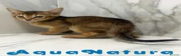 Abisinio gatos en venta:  Abisinio Macho de Mia 7909 AQUANATURA - Anuncio 3