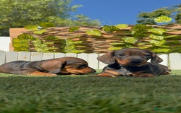 Teckel Miniatura perros en venta: TECKEL MINIATURA - Imagen 1