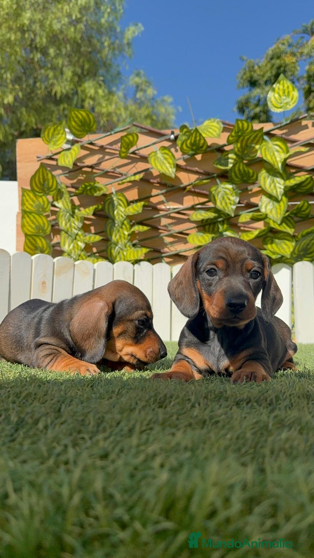 Teckel Miniatura perros en venta: TECKEL MINIATURA - Imagen 1
