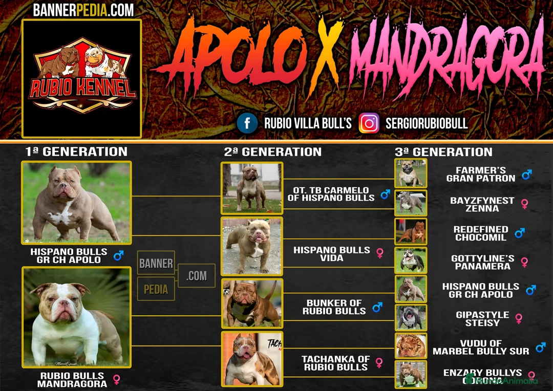 American Bully perros en venta: american bully micro  - Anuncio 3