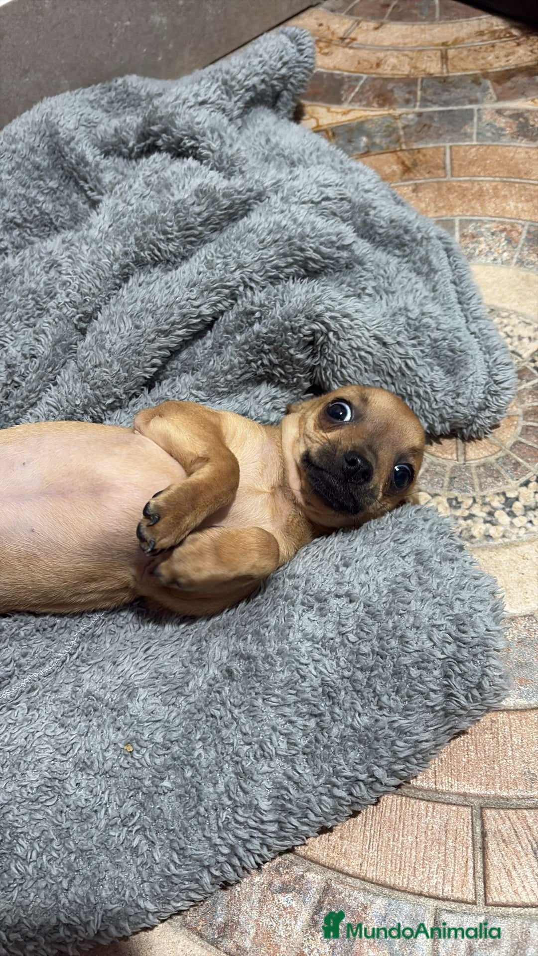 Chihuahua perros en venta: Chihuahua color ciervo  - Anuncio 11