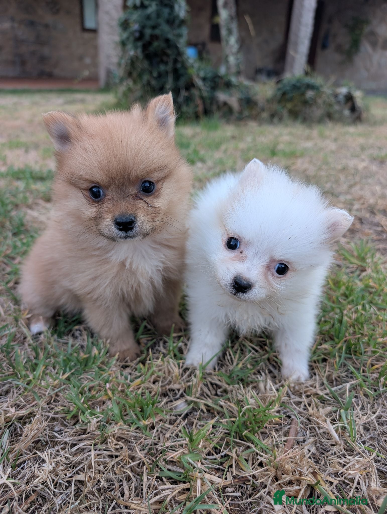 Spitz pequeño - Kleinspitz perros Kleinspitz pomeranias  - Anuncio 1
