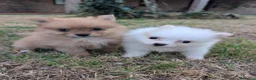 Spitz pequeño - Kleinspitz perros en venta: Kleinspitz pomeranias  - Anuncio 1