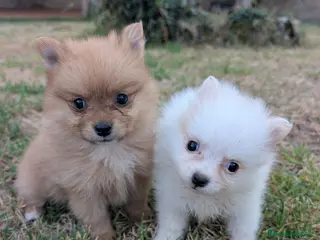 Spitz pequeño - Kleinspitz perros Kleinspitz pomeranias - Anuncio 1
