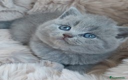 Británico de Pelo Corto gatos en venta: British Blue  - Imagen 1