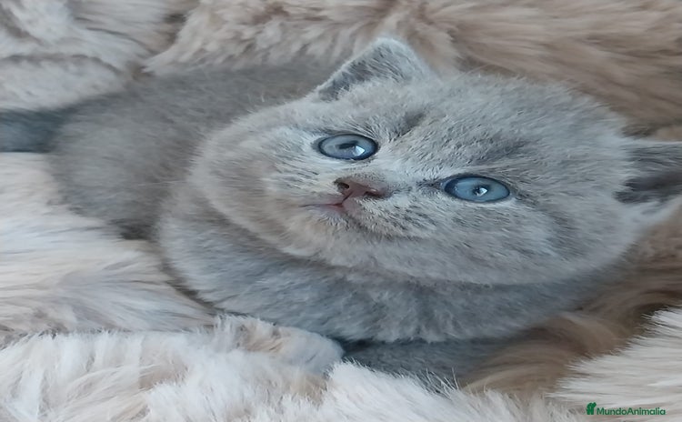 Británico de Pelo Corto gatos - Propaganda 1