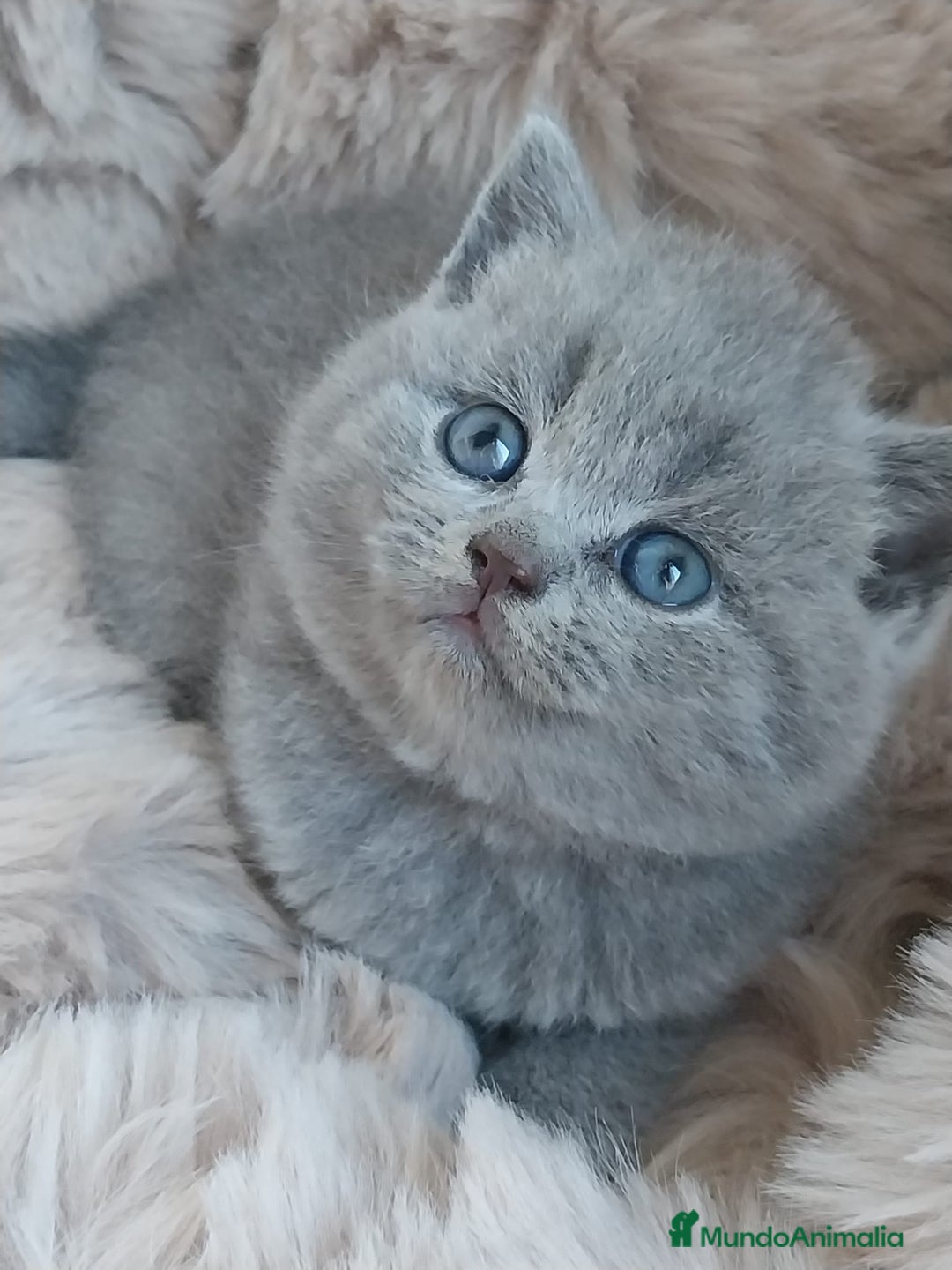 Británico de Pelo Corto gatos en venta: British Blue  - Imagen 1