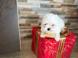 Bichón Maltés perros Bichón maltes mini - Anuncio 29