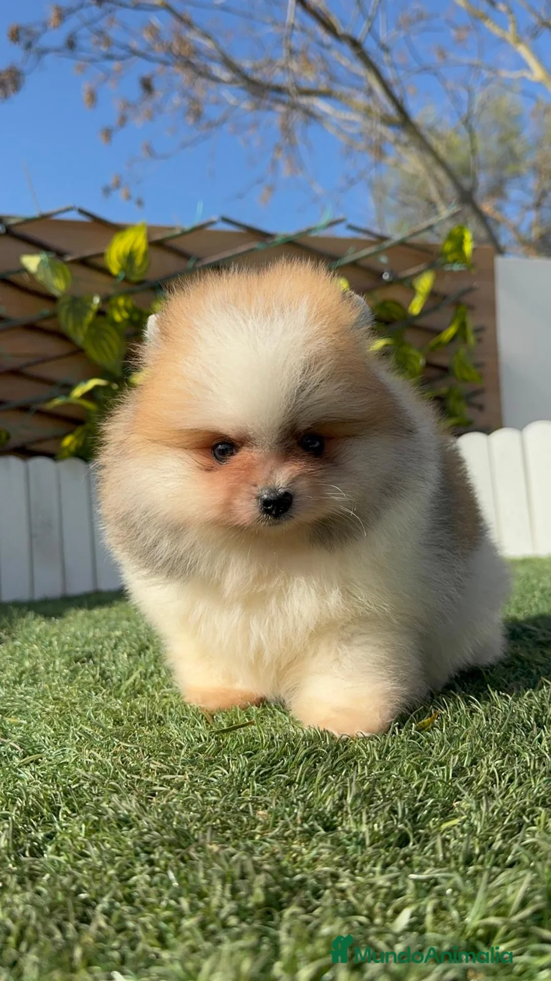 Pomerania perros en venta: POMERANIA MACHO - Anuncio 6