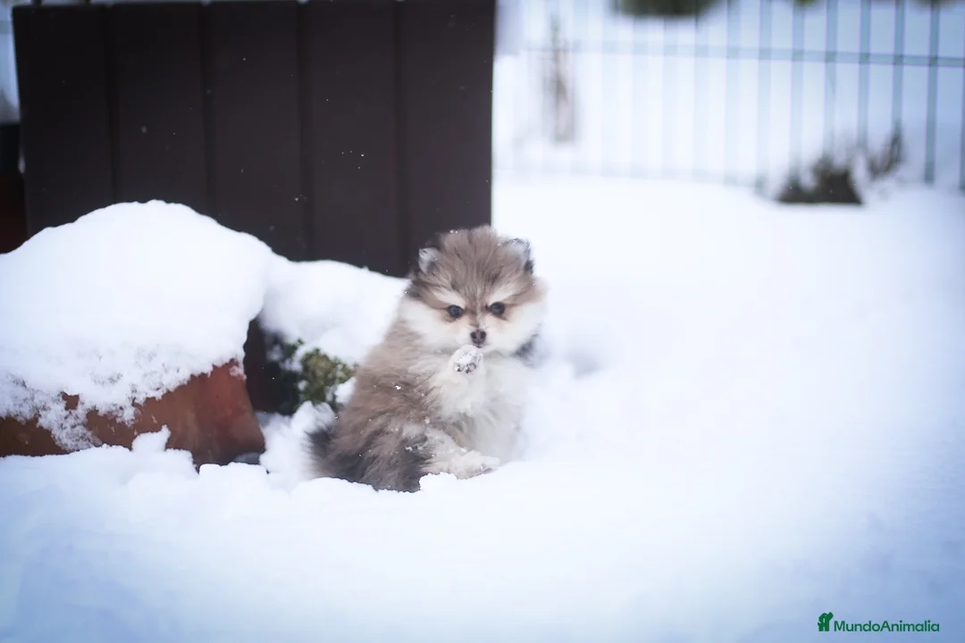 Pomsky perros en venta: Pomsky F5 - Anuncio 19