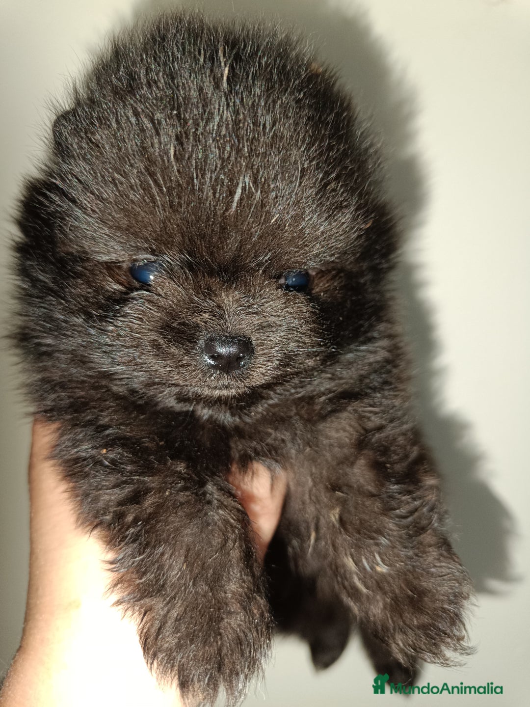 Pomerania perros en venta: Pomerania  - Anuncio 7