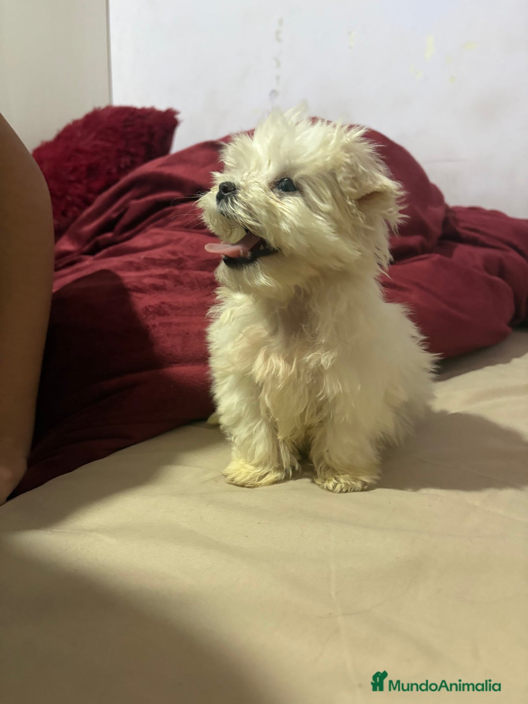 Bichón Maltés perros en venta: Bichon maltés Toy machos y hembras  - Anuncio 3