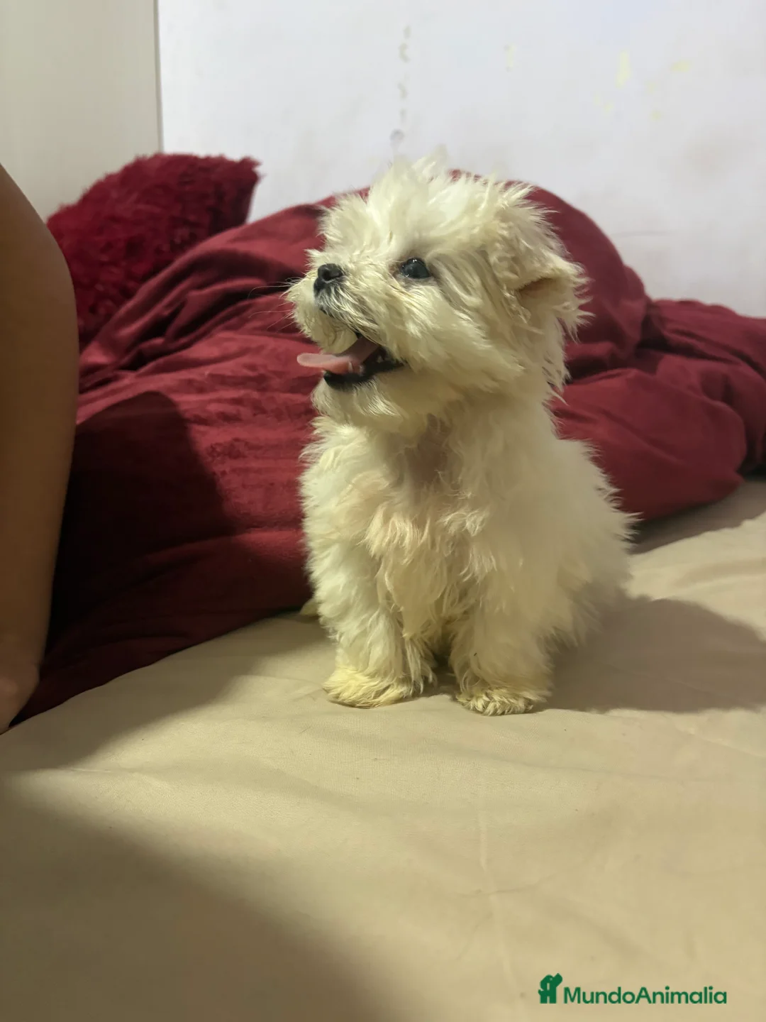 Bichón Maltés perros en venta: Bichon maltés Toy machos y hembras  - Anuncio 3