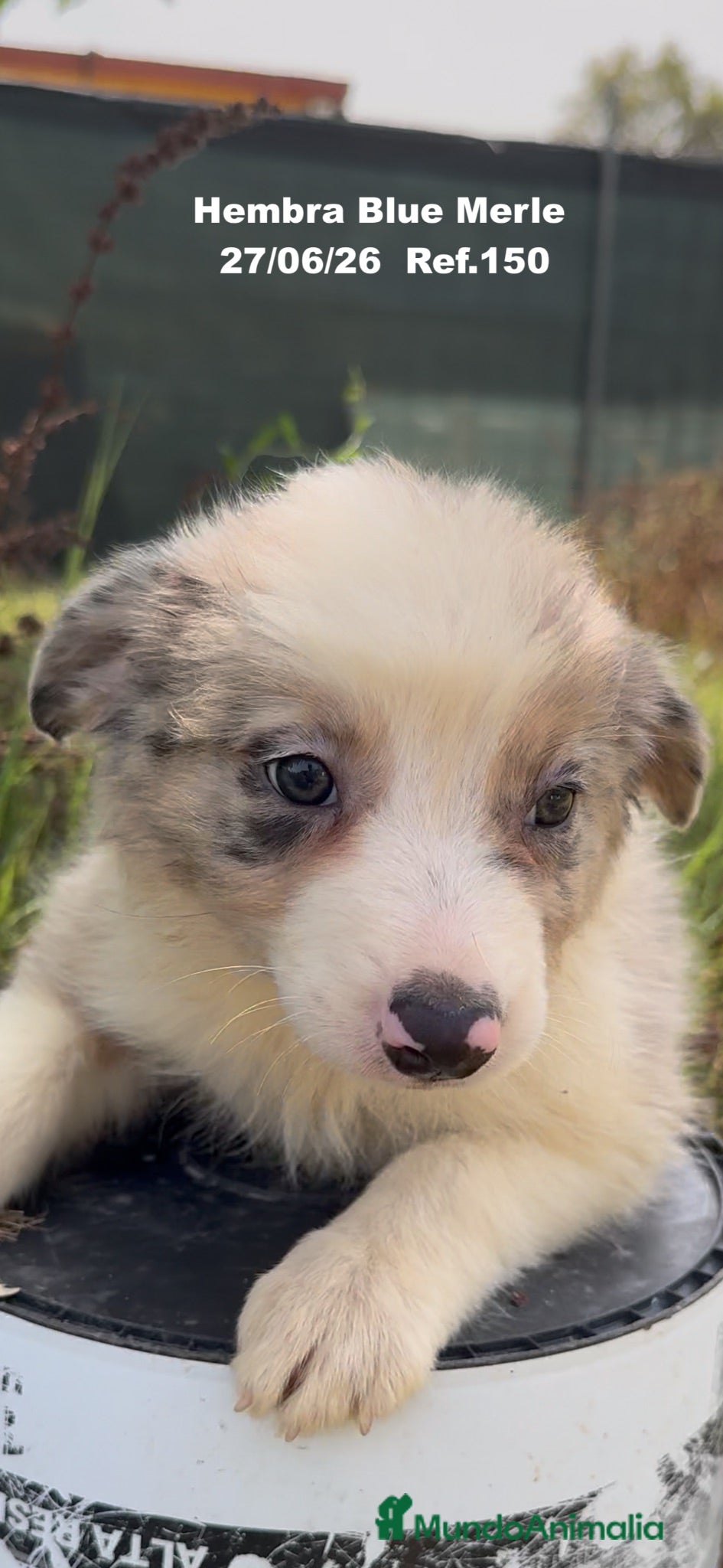 Border Collie perros Border Collie Hembra Blue Merle - Anuncio 2