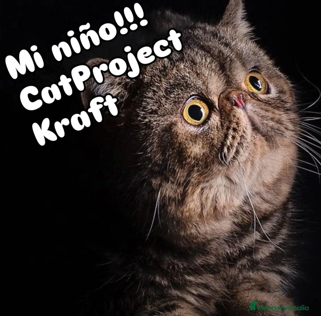 Exótico de Pelo Corto gatos Exòtic SH listo para entregar  - Anuncio 2