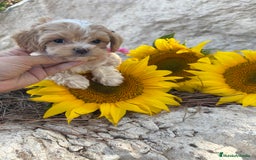 Maltipoo perros en venta: Maltipoo fotos actuales de los cachorros!! - Imagen 2