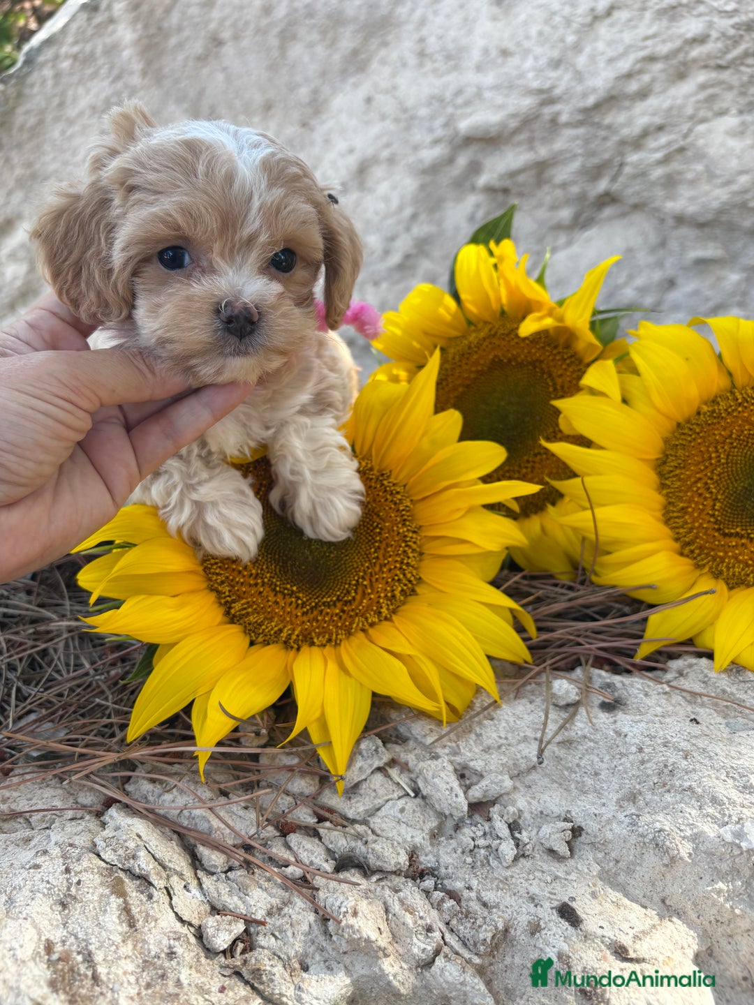 Maltipoo perros en venta: Maltipoo fotos actuales de los cachorros!! - Imagen 2