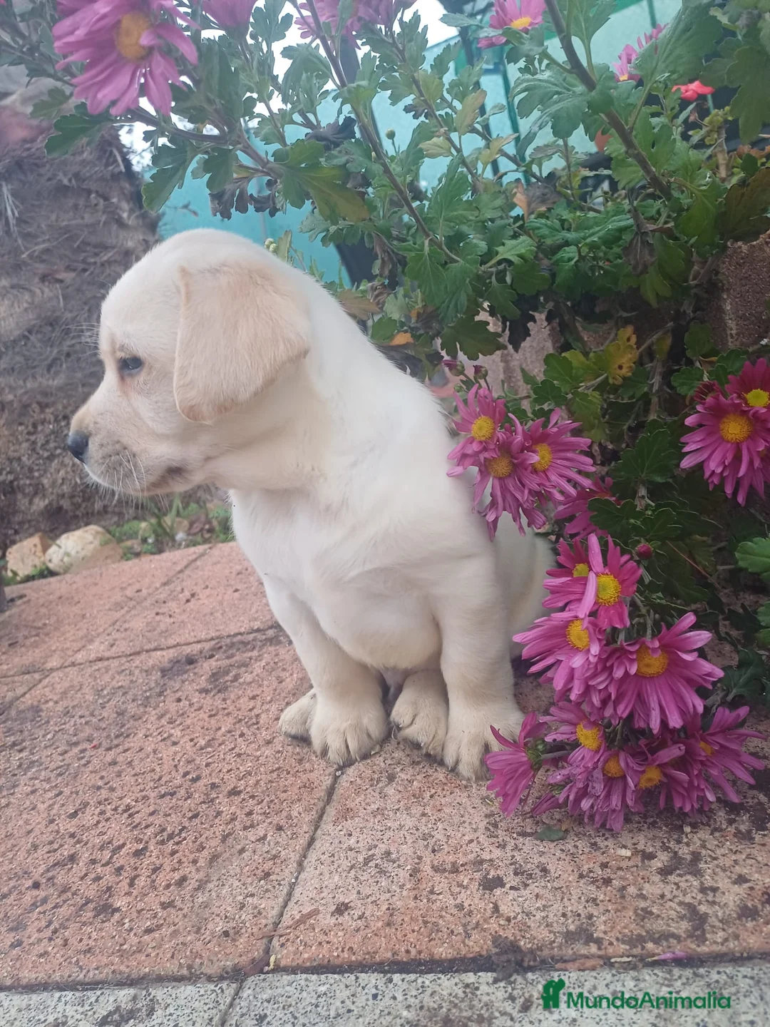 Labrador Retriever perros en venta: Labrador retriever dorado  - Anuncio 2
