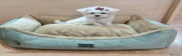 Bichón Maltés perros en venta: Bichón Maltés - Anuncio 3