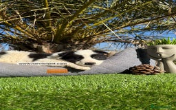 Border Collie perros en venta: BORDER COLLIE MACHO - Imagen 1